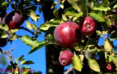 Red Apples 10-9-2016.jpg