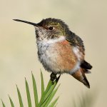 Hummer8.jpg