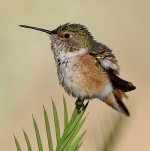 Hummer11.jpg