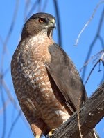 CoopersHawk.jpg