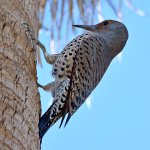 Flicker2.jpg