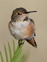 Hummer7.jpg