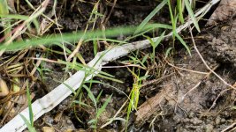 grasshopper-2.jpg
