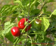 Peppers 10-10-2016.jpg