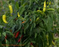 Peppers #2 10-10-2016.jpg