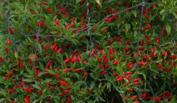 Peppers #3 10-10-2016.jpg
