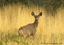 One Deer 10-10-2016.jpg