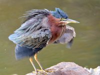 GreenHeron.jpg