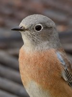 Bluebird5.jpg
