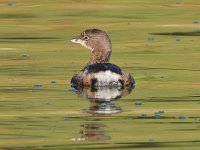 Grebe.jpg