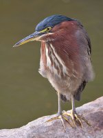 GreenHeron4.jpg