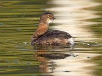 Grebe3.jpg