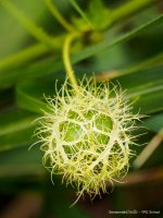 tiny-ball.jpg