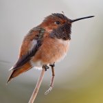 Hummer2.jpg