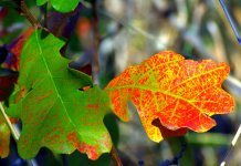 Two Autumn Leaves 10-11-2016.jpg
