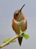 Hummer11.jpg