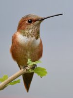 Hummer10.jpg