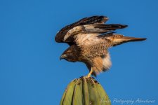 DSC_3984.jpg