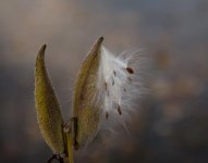 DSC_6076.jpg