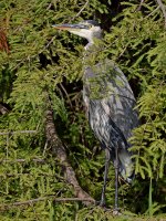BlueHeron6.jpg
