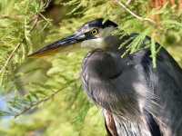 BlueHeron3.jpg