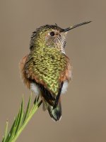 Hummer6.jpg