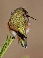 Hummer5.jpg
