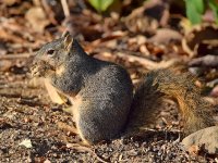 Squirrel.jpg