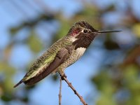 Hummer.jpg