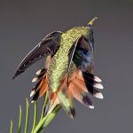 Hummer7.jpg