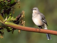 Mockingbird.jpg