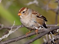 Sparrow7.jpg