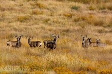 10-12-16-cr__D7K4603.jpg