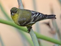 Goldfinch.jpg