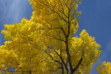 Yellow Autumn Tree 10-12-2016.jpg