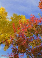 Yellow and Red Autumn Tree 10-12-2016.jpg