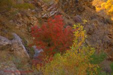 Red and Yellow Trees in Farmington Canyon 10-12-2016.jpg