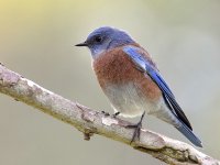 Bluebird.jpg