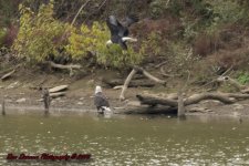 Taylorsville Lake-5747.jpg