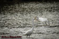 Taylorsville Lake-5604.jpg