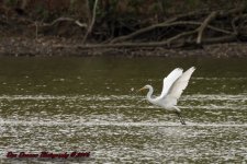 Taylorsville Lake-5651.jpg