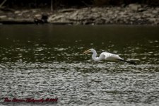 Taylorsville Lake-5652.jpg