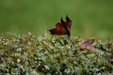 DSC_6684.jpg