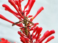 Wasp.jpg