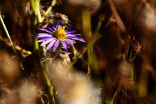 10-13-16-cr__D7K4623.jpg