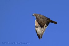 10-14-16-cr__D7K4631.jpg