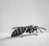 BW wasp.jpg