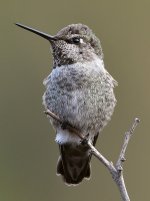 Hummer6.jpg