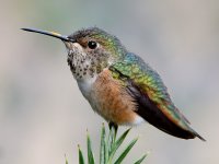 Hummer17.jpg