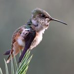 Hummer19.jpg